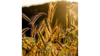 Sprayed directly onto wheat at timings conventional for fungicides, the trial has provided the first real-world scale exemplification of how the material interacts with crops. (Source: Pixabay)