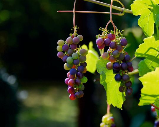 Wein wesentlich mehr ist als nur vergorener Traubenmost (Symbolbild) Wein wesentlich mehr ist als nur vergorener Traubenmost (Symbolbild)