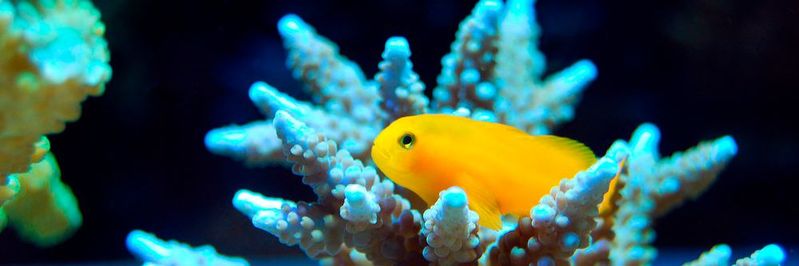 Die Schaffung eines eigenen digitalen Ecosystems kann Unternehmen völlig neue Perspektiven bringen.(Bild:  gemeinfrei /  Pixabay)