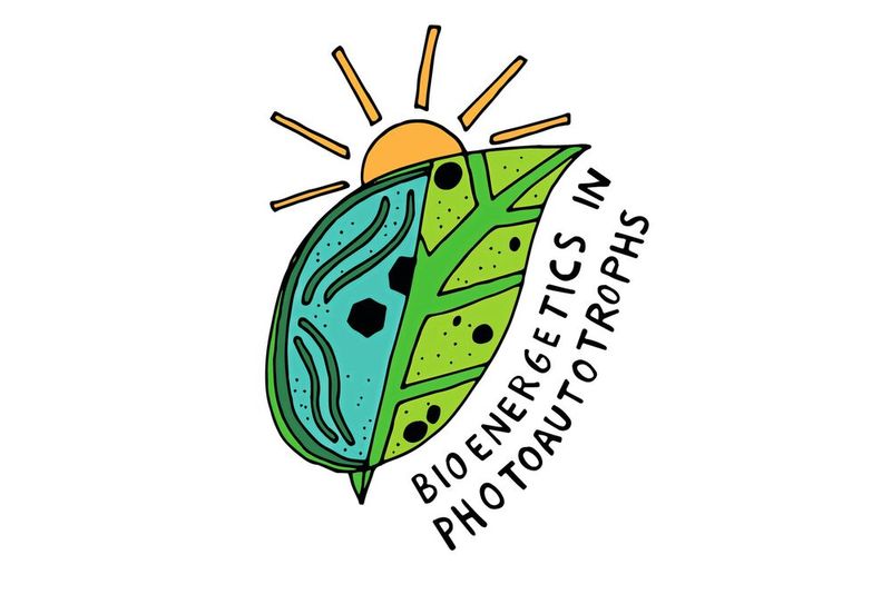 Logo der Nachwuchsforschungsgruppe „Bioenergetik in Photoautotrophen“ an der CAU, die  Grundlagenforschung für eine künftige klimaneutrale Wasserstoffwirtschaft betreibt  (Bild: Jolanda Zürcher)