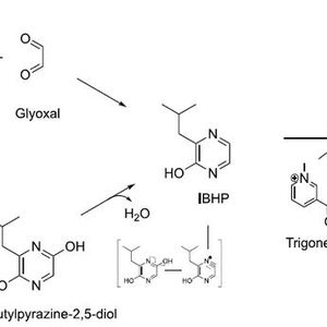 Abb. 2: In ihrer Arbeit zeigen Trikusuma, Paravisini und Peterson beispielhaft u.a. den nicht­enzymatischen Reaktionsweg, der zur Entstehung von IBMP führt, und zwar im Zusammenwirken der im Erbsenprotein enthaltenen Aminosäuren Leucin und Glycin. (Bild:  Mariana Trikusuma, Laurianne Paravisini und Devin G. Peterson, , Food Chemistry 312 (2020) [4])