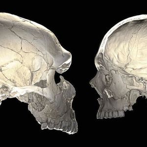 Ein Merkmal, das den modernen Menschen (rechts) vom Neandertaler (links) unterscheidet, ist die rundliche Gestalt seines Gehirnschädels. 
Links: Computertomografie eines Neandertalerfossils (La Ferrassie 1). 
Rechts: Computertomografie eines modernen Menschen. Der Schädel wurde virtuell aufgeschnitten, um das Innere des Gehirnschädels zu zeigen.