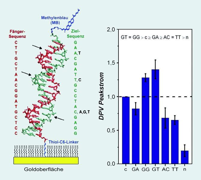 Abb. 3: Voltammetrische Detektion von verschiedenen, einzeln getesteten Basenfehlpaarungen an unterschiedlichen Stellen der nachzuweisenden DNA-Sequenz in einem direkten Assay. (Archiv: Vogel Business Media)