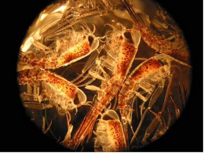 Unerwartete Einsichten in den Kreislauf des Lebens hat das indisch-deutsche Wissenschaftlerteam vom National Institute of Oceanography (NIO) und vom Alfred-Wegener-Institut gewonnen, das das Lohafex-Experiment im Südatlantik durchgeführt hat. „Wir waren überrascht, dass der gedüngte Fleck eine große Anzahl von Flohkrebsen (Amphipoden) angelockt hat“, erklärt Prof. Dr. Victor Smetacek. Diese garnelenähnlichen Krebse werden zwei bis drei Zentimeter lang und bilden die Nahrungsgrundlage für Tintenfische und Finnwale. „Wir fanden verschiedene Arten von Amphipoden aber Themisto gaudichaudii war bei weitem die zahlreichste. Sie sind visuell orientierte Raubtiere, deren Linsen sich auf der Schädeldecke befinden (die durchsichtigen „Kappen“ auf dem Bild). Dies deutet darauf hin, dass sie die Beute direkt über ihnen im Blick haben, die sich im schwachen Licht des Himmels als Silhouette abzeichnet. Die schwarzen Flecken auf den Seiten der Köpfe sind die Netzhäute unterhalb der Linsen. Da es kaum Fische gibt, sind diese Amphipoden die einzigen Räuber in diesem Teil des Ozeans, die sich visuell orientieren. Ihre potenzielle Beute hat sich daran angepasst, indem sie erstaunlich durchsichtig ist“, sagt Prof. Smetacek.  (Bild: Humberto Gonzalez, UACh-COPAS / Alfred-Wegener-Institute)