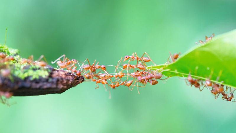 Emsig: Als Brücke zwischen Staat und Bürgerschaft müssen deutsche Kommunen ebenso stabil wie flexibel sein.(Bild: ©  frank29052515 - stock.adobe.com)