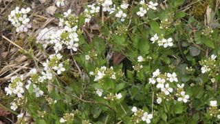 Die Hallersche Schaumkresse hat je nach Standort ganz unterschiedliche Eigenschaften. (© Gemeinfrei)