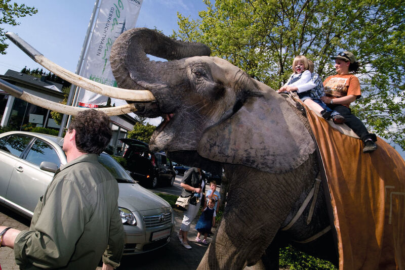 Ein Ritt auf einem Elefanten war der Höhepunkt auf dem Frühjahrsfest. (www.achenbach-fotografie.de)
