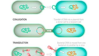 Horizontaler Gentransfer erlaubt es Bakterien, sich an neue Umweltbedingungen anzupassen. (Bild: designua - stock.adobe.com)