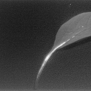 Nah-Infrarot-Bild von Nanosheets, die von einer Pflanze aufgenommen werden.(Bild:  Universität Göttingen)