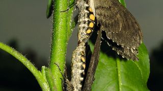 Tabakschwärmermotten bei der Paarung. (Bild: Danny Kessler, MPI chem. Ökol.)