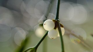 I semi del vischio aderiscono ai rami grazie a una sostanza appiccicosa e possono così colonizzare nuovi alberi ospiti. (Immagine simbolica) (Bild: © Dagmar Gärtner – stock.adobe.com)