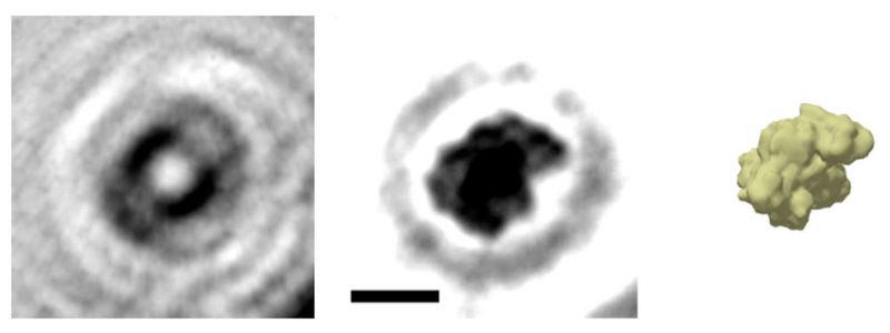 Das holografische Bild eines einzelnen Proteins: Aus dem Hologramm (links) wird das Bild des Proteins Albumin (Mitte) berechnet (Der Balken entspricht fünf Nanometern). Das Prinzip kann man sich in etwa so vorstellen, als würde man die Wellen eines ins Wasser geworfenen Steins zurückverfolgen und daraus die Form des Steins rekonstruieren. Wie der Vergleich mit einer Simulation der Elektronendichte zeigt, gibt die holografische Abbildung die globale Struktur des Proteins sehr gut wieder. (Jean-Nicolas Longchamp/Universität Zürich)