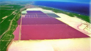 Cognis Australia gewinnt Betacarotin aus der Meeresalge Dunaliella salina, die in ufernahen Plantagen wächst.  (Bild: Cognis)