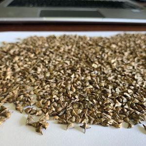 Spinatsamen sind empfindlich.(Bild:  Lindor)