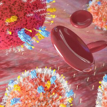 Illustration of the enhanced adhesion of stem cells when exposed to certain drug treatments recently identified by Kaust researchers. Illustration of the enhanced adhesion of stem cells when exposed to certain drug treatments recently identified by Kaust researchers.