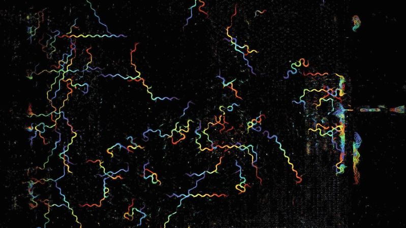 Farbcodierte Spuren der Bewegung von Dutzenden Fadenwürmern (C. elegans), die sich frei über ein mehr als 5,2 cm² großes Sichtfeld bewegen (die Farbe zeigt den zeitlichen Verlauf).(Bild:   University of California, Berkeley)