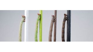 Raupen des Birkenspanners können durch die Haut die Farbe ihrer Nahrung wahrnehmen und ihre Farbe entsprechend anpassen, um sich vor Fraßfeinden zu schützen. (Arjen van’t Hof, Universität Liverpool)