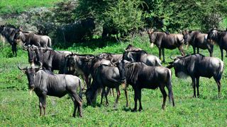 Die hinter der GNU-Lizenz stehende Free Software Foundation tritt für die Rechte der Softwarenutzer ein. (Bild: AR2019)