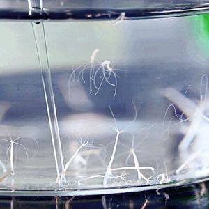 Das Beispiel des Süßwasserpolypen Hydra zeigt, dass eine Überfütterung des Mikrobioms möglichweise zur Krankheitsentstehung beiträgt.