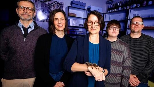 An interdisciplinary team at the University of Nebraska–Lincoln is using state-of-the-art eye-tracking technology to pinpoint the physical characteristics of spiders that may contribute to unease. The team includes (from left) Kevin Smith, Leland J. and Dorothy H. Olson Professor of political science; Heather Akin, associate professor of agricultural leadership, education and communication; Eileen Hebets, George Holmes Professor of biological sciences; Emma Brase, graduate student in psychology; and Mike Dodd, professor of psychology. (Source:  Jordan Opp/ UNL Communication and Marketing)