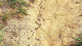 Matabele-Ameisen auf Raubzug: Um schneller voranzukommen, bevorzugen sie Wege über offenes Gelände. (Erik Frank)