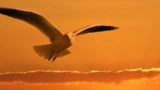 Auch VMware hat im vergangenen Jahr eine "Sovereign Cloud Initiative" gestartet. Ihr ist als erster deutscher Vertreter nun Ionos beigetreten. (Bild: gemeinfrei, geralt / Pixabay)