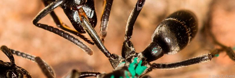 Eine Matabele-Ameise versorgt die Wunde einer Artgenossin, der im Kampf mit Termiten Beine abgebissen wurden.(Bild:  Erik Frank / Universität Würzburg)