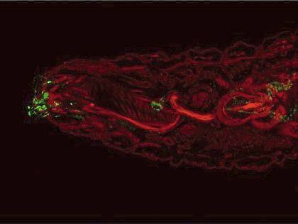 Kopf einer Fruchtfliegenlarve: Die Nervenzellen sind grün gefärbt, die bei der Täuschung durch die Pheromone in der Eierschale eine Rolle spielen. In Rot sieht man die verschiedenen inneren Strukturen der Larve (zum Beispiel Darm, Gehirn, Muskeln). (Prof. Dr. Andreas Thum)