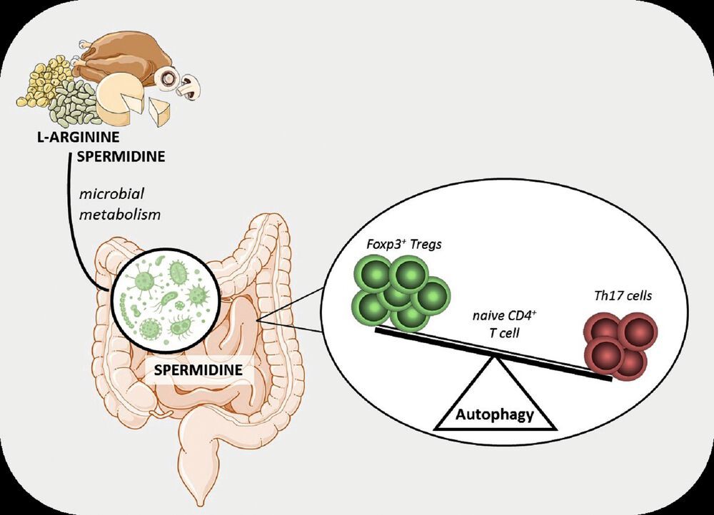 Ernährung Polyamine stärken Darm und Immunsystem