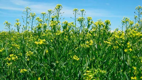 Bayer und BP starten eine langfristige, strategische Zusammenarbeit, um die Ölsaat Camelina (Leindotter) unter der Marke Newgold für die Produktion von Biokraftstoffen zu vermarkten.(Bild:  Bayer)