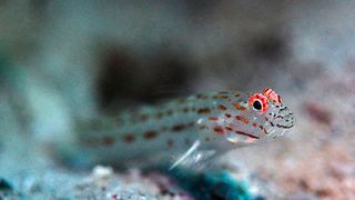 Die rot fluoreszierenden Augenringe zahlreicher Planktonfresser wie dieser Grundel erhöhen nach Ansicht der Forscher die Chance, kleine transparente Beutetiere im Plankton zu entdecken. Foto: (Nico K. Michiels/Universität Tübingen)