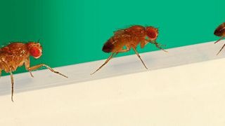 Drei Männchen unterschiedlicher Körpergröße bei einem speziellen Körpergrößentraining. Ein Computerbildschirm im Hintergrund verändert künstlich die Parallaxenbewegung, wodurch die Fliegen eine kleinere Körpergröße erlernen. (T. Hermanns, H.H. Huber, AG Strauss, JGU)