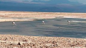 Die Gewinnung von Lithium führt zu erheblichen Wasserverlusten und schadet der Umwelt. Dem will PaNaBat entgegenwirken. (Bild: Matías Hernández Farias)