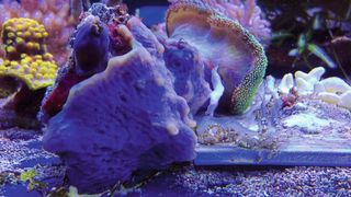 Der Schwamm Lendenfeldia chondrodes mit Mikrobiom (blaue Struktur) und ohne (weiße, fadenartige Struktur). (Bild: Sergio Vargas)