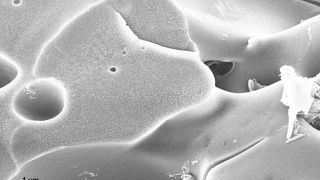 Konstanzer Forscher haben ihren Mineralkunststoff (Aufnahme per Rasterelektronenmikroskop), den man immer wieder neu formen kann, jetzt entscheidend verbessert. Er ist jetzt nachweislich biologisch durch Mikroorganismen, wie sie im Waldboden vorkommen, abbaubar. (Bild: Avasthi et al.)