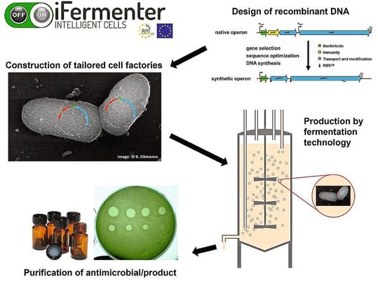 Die Grafik veranschaulicht den Ablauf der rekombinanten Produktion von Bacteriocinen mit Corynebacterium glutamicum(Bild:  Christian Riedel / Uni Ulm)
