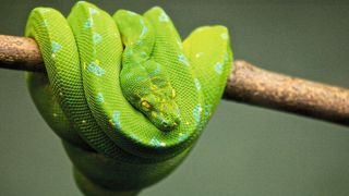 Ein Start-up namens FastAi soll Entwicklern helfen, KI-bezogene Aufgaben mit seiner Deep Learning Library für Python durchzuführen. (gemeinfrei)