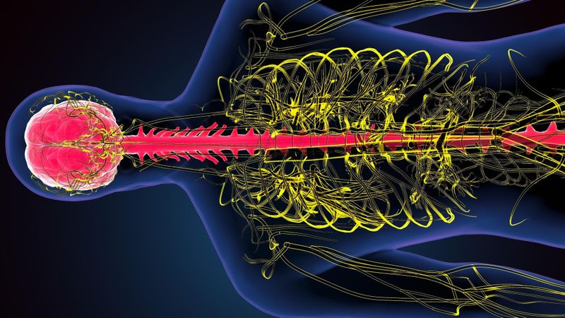 Gehirn, Rückenmark und Nervenbahnen im Körper: Die funktionelle MRT macht die Aktivität im Rückenmark sichtbar und soll helfen, neue Therapien zu entwickeln.(Illustration von  iStock)