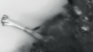 Lichtmikroskopische Aufnahme eines wachsenden Dendriten aus Lithium während der elektrochemischen Abscheidung des Metalls aus einer Elektrolytlösung. (Mönig/Kramer, HIU/KIT)