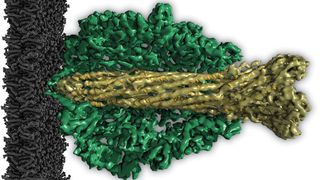 Molekulare Vuvuzela: Der zentrale Kanal des TcA-Proteins (hellgrün) ist wie das südafrikanische Musikinstrument geformt (dunkelgrün: äußere Hülle, schwarz: Zellmembran der Wirtszelle). (Bild: MPI f. molekulare Physiologie/Raunser)