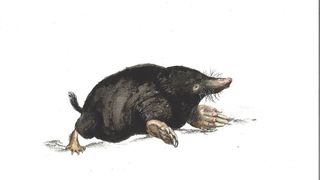 Europäische Maulwürfe überleben den Winter, indem sie ihr Gehirn verkleinern. (Bild: Javier Lázaro)