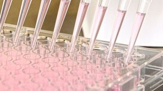 Abb. 1: Kultivierung von Klonen in 96-Well-Platten während der Zelllinien-Entwicklung (UGA Biopharma)