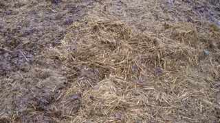 Abb. 1: Der Mist von Pferden kann auch zur Energieerzeugung eingesetzt werden. (Bild: TU Hamburg Harburg)