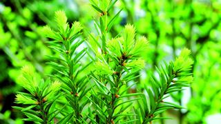 1	 Natürliche Taxol-Quelle: Eiben wie Taxus baccata.  (Bild: UdoSm, www.panoramio.com)