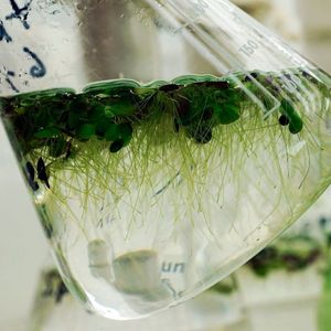 (Jan-Peter Kasper/FSU)