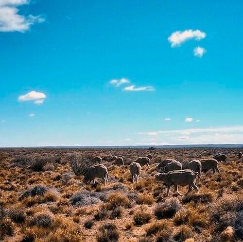 Drylands support around half of global livestock production and sustain the livelihoods of close to a billion people, while also underpinning soil stability and carbon storage. (Source:  Kaust)