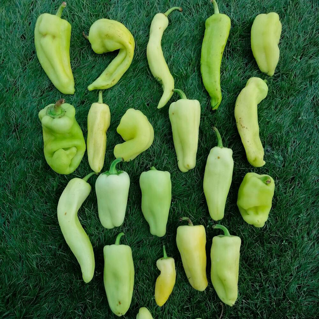 Study Reveals Secrets of Spanish Peppers