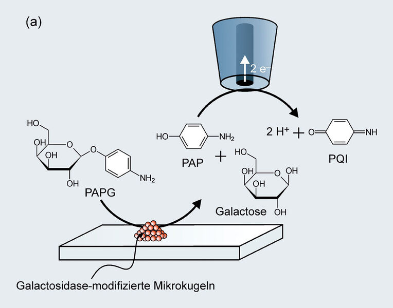 Abb. 5a: Untersuchung von Galaktosidase mit dem GC-Modus:  Reaktionsschema (Archiv: Vogel Business Media)
