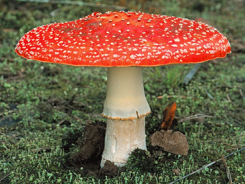 Der Fliegenpilz (Amanita muscaria) enthält weltweit vermutlich ein Dutzend unterschiedliche Arten. (R. Lücking / Botanischer Garten und Botanisches Museum Berlin)