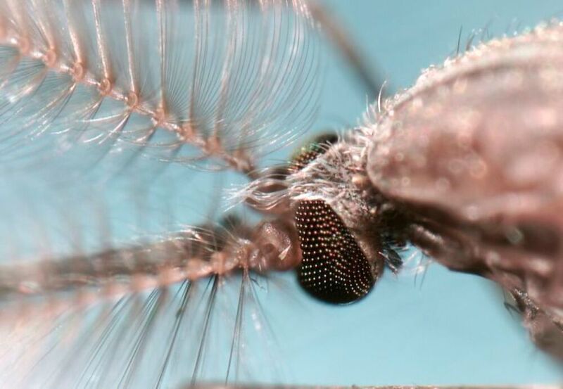Anopheles gambiae mosquito.  (Alekos Simoni)